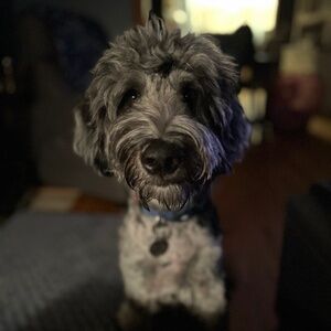 Meet your Posher, Maggie